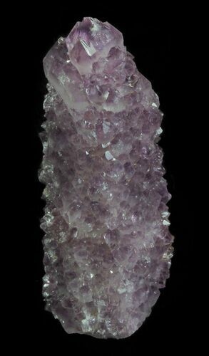 Cactus Quartz (Amethyst) Crystal - South Africa #64230